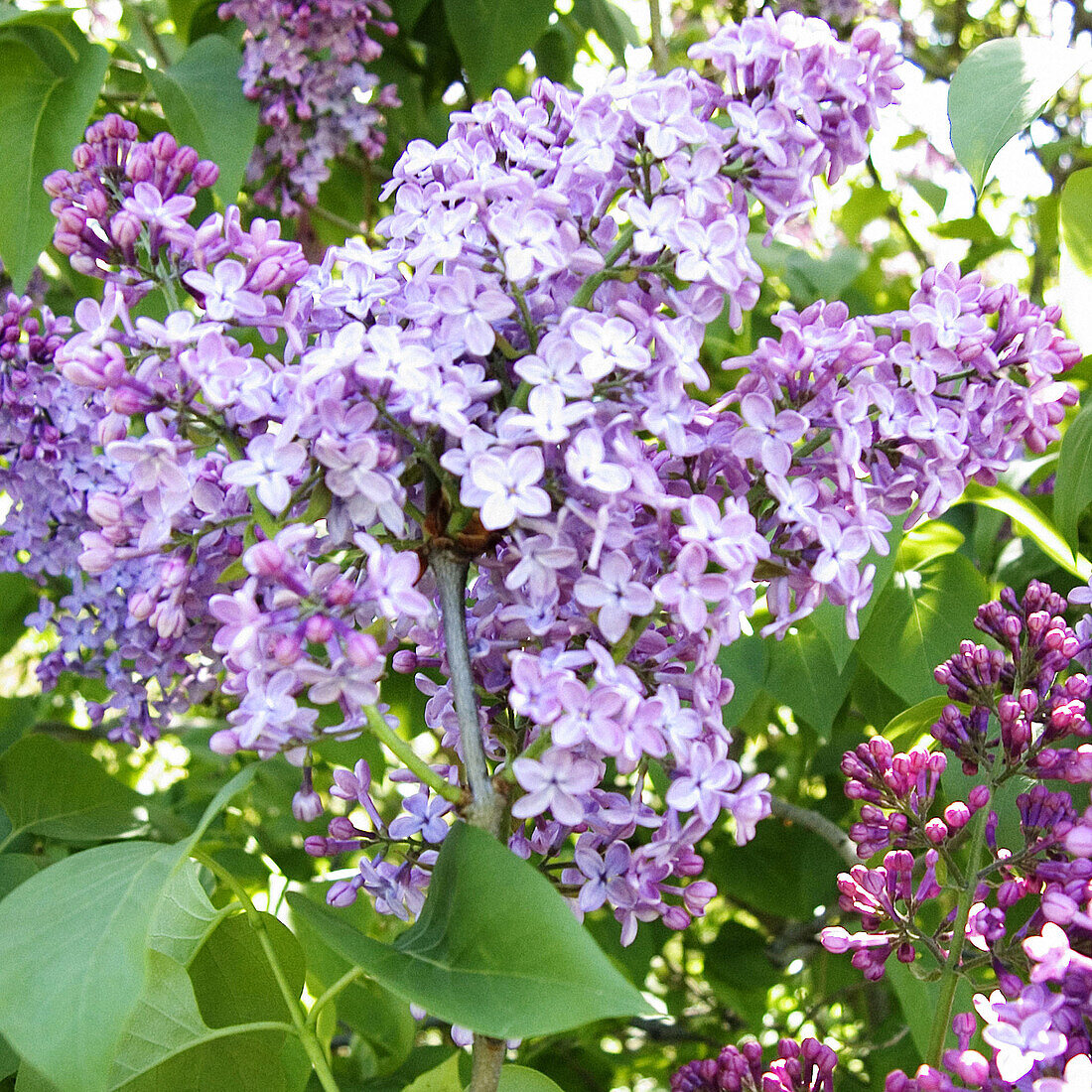 Lilac in bloom.