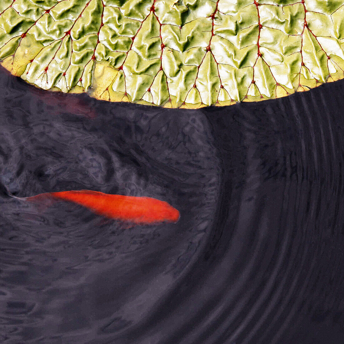 Orange colored goldfish near large lotus leaf, making waves.