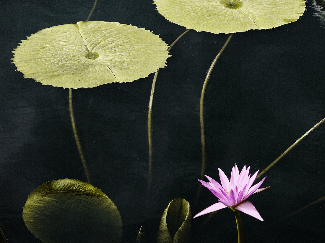 Lotus leaves with Lotus flower on dark pond.