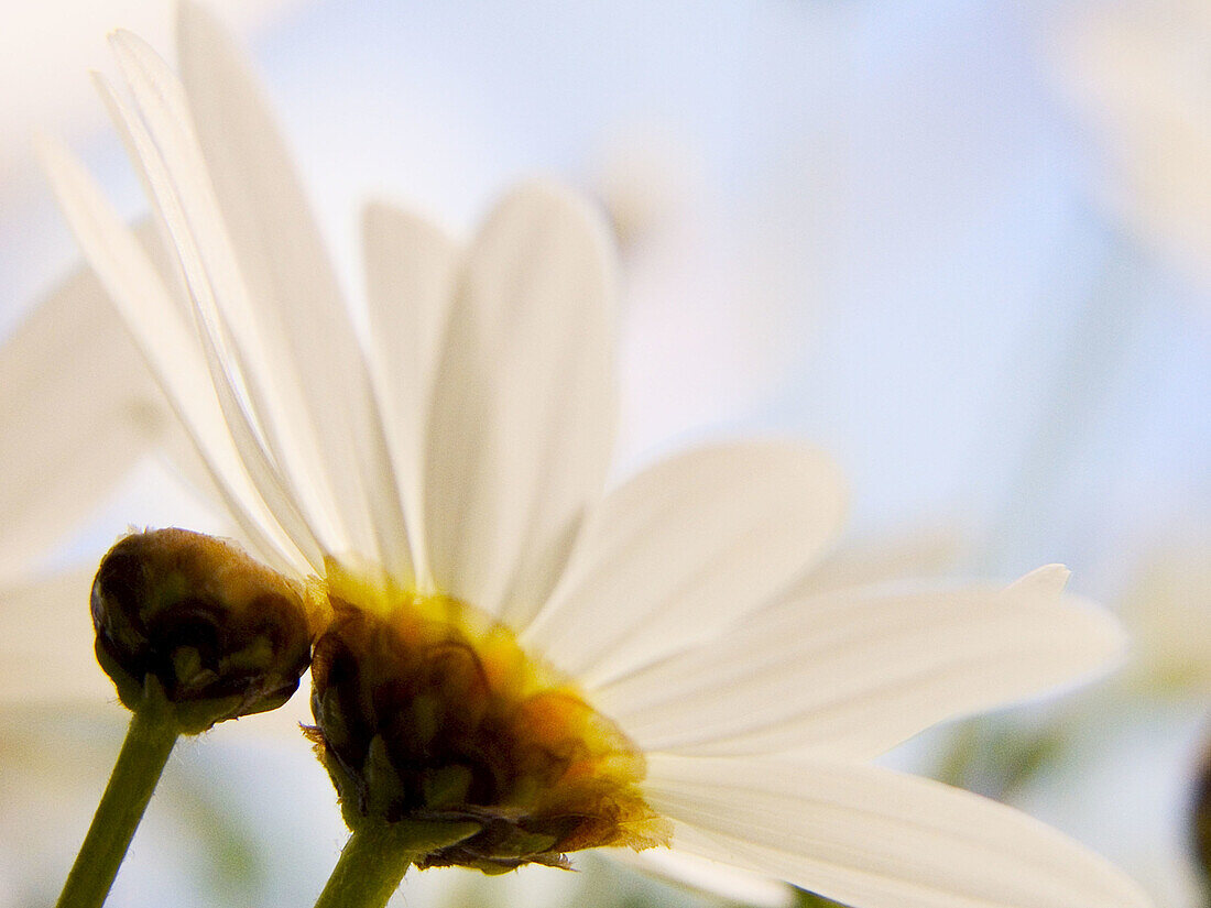 White daisy blurred over blue sky