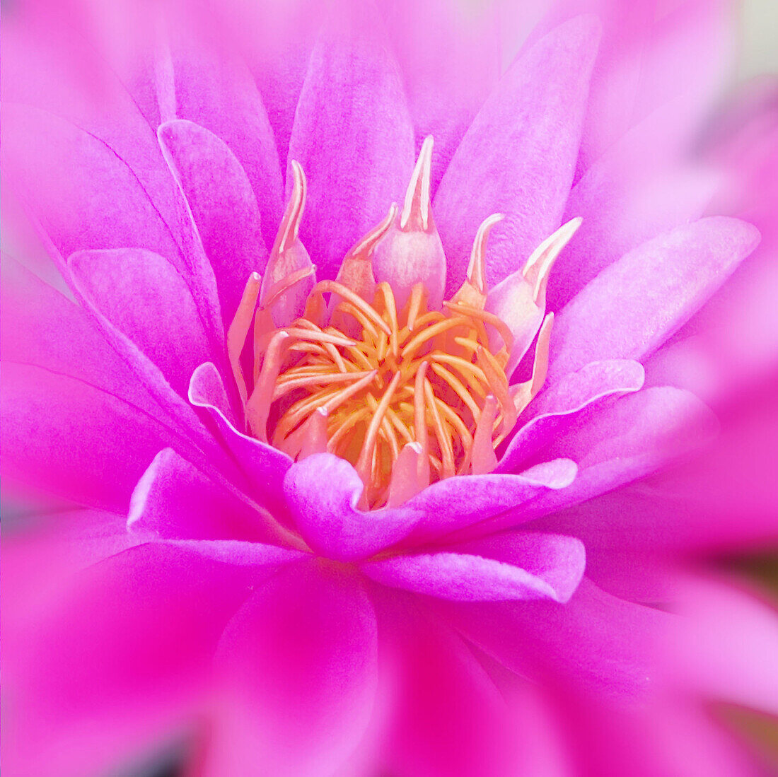 Hot Pink Lotus flower close up.
