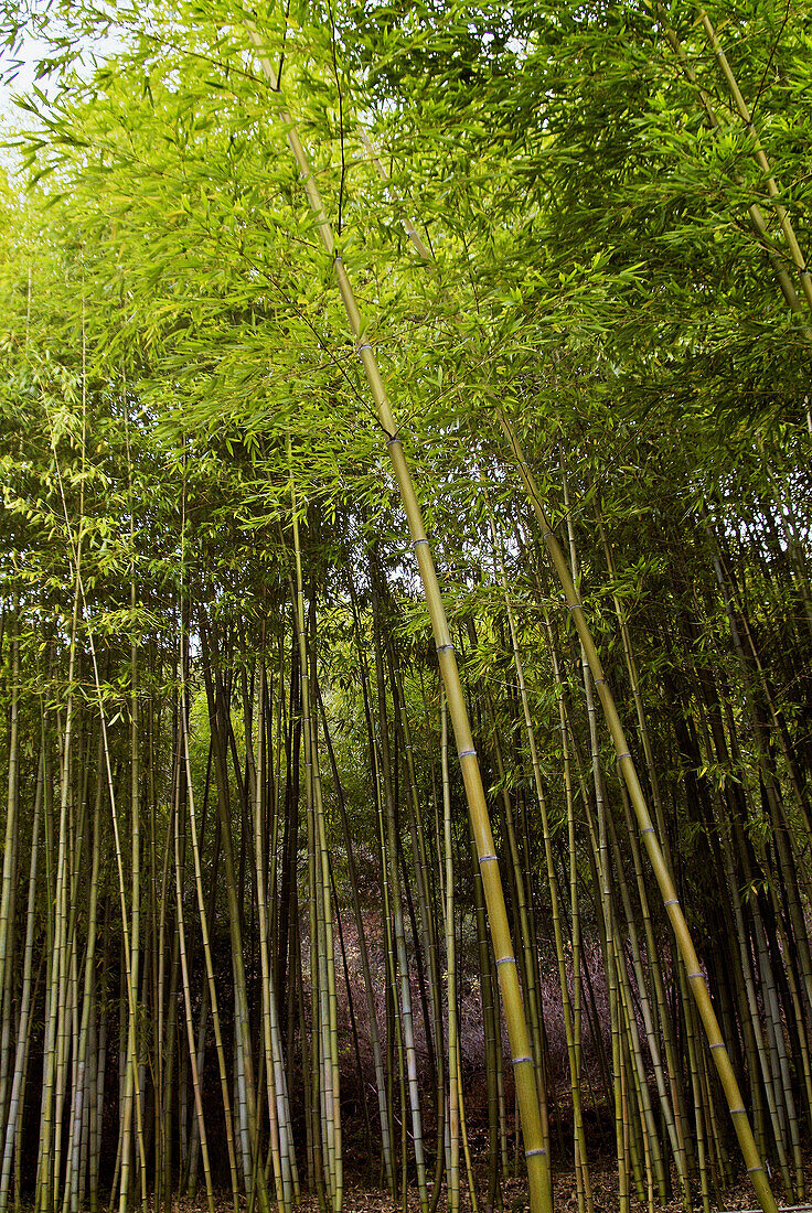 Asia, Bamboo, Color, Colour, Exterior, Foliage, Forest, Forests, Green, Low angle view, Nature, Outdoor, Outdoors, Outside, Plant, Plants, Scenic, Scenics, Tree, Trees, Trunk, Trunks, Vegetation, View from below, Woods, Worms eye view, N25-595756, agefoto
