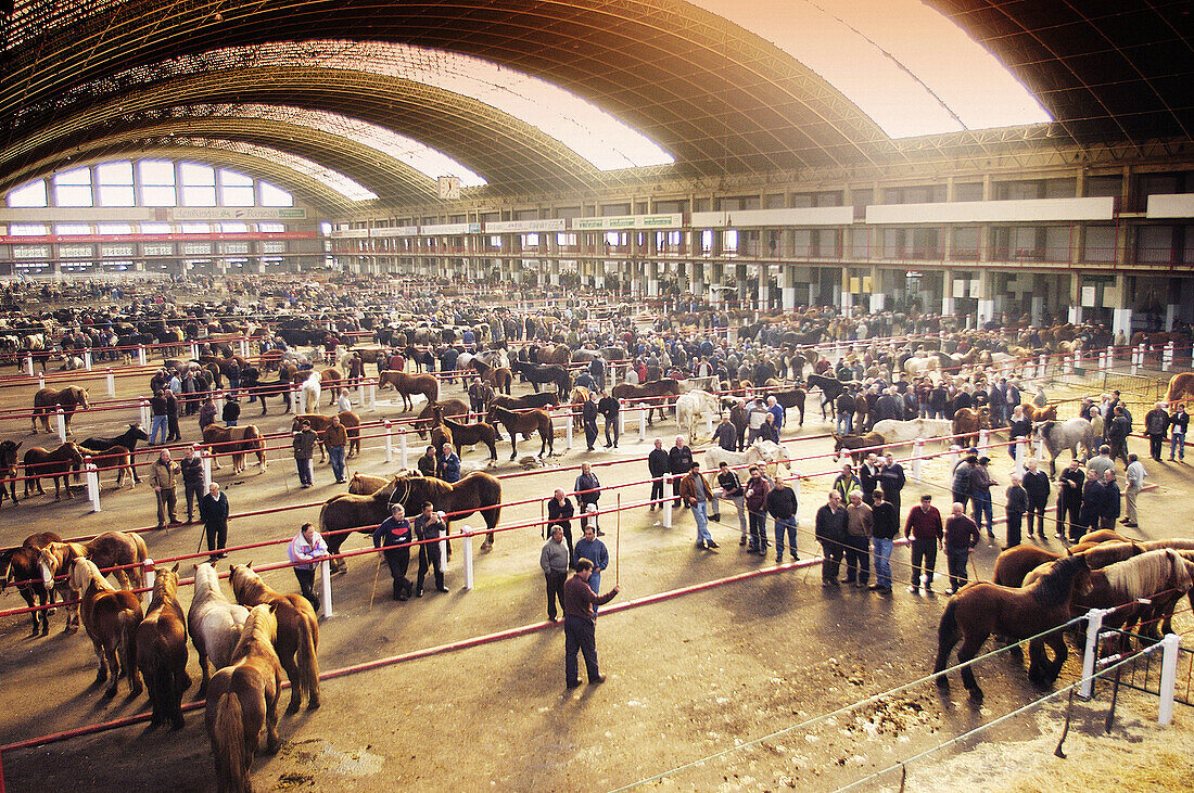 Cattle national fair, Torrelavega. Cantabria, Spain