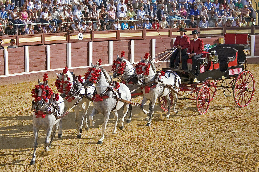 National competition of horse hitch in Fuengirola fair. Málaga province, Costa del Sol. Andalusia, Spain