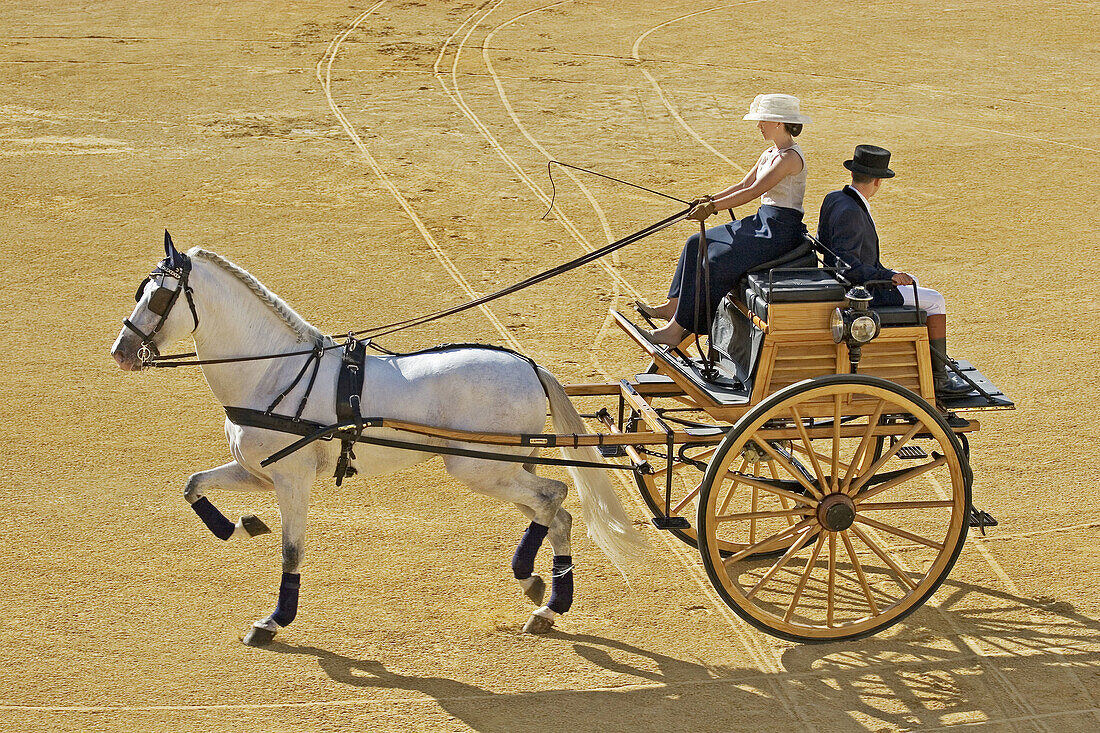 National competition of horse hitch in Fuengirola fair. Málaga province, Costa del Sol. Andalusia, Spain