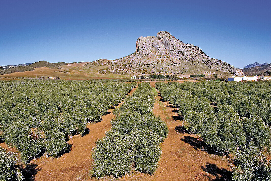 Olive trees and Peña de los Enamorados. Antequera. Málaga province, Spain