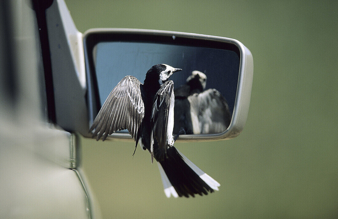 White Wagtail (Motacilla alba) looking in the rear-view of car, Neusiedler See National Park. Austria