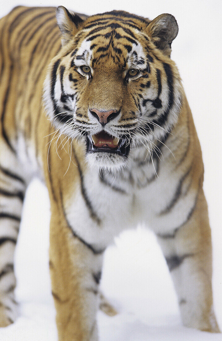 South China Tiger (Panthera tigris amoyensis) in the Nuremberg zoo. Germany