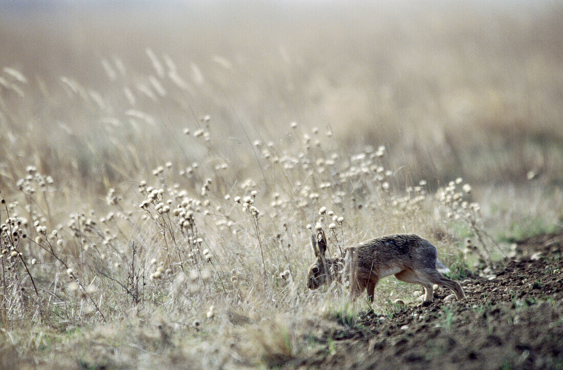 Hare (Lepus capensis europaeus) running through dry grassland. Spring. National Park of the Lake of Neusiedel. Austria.