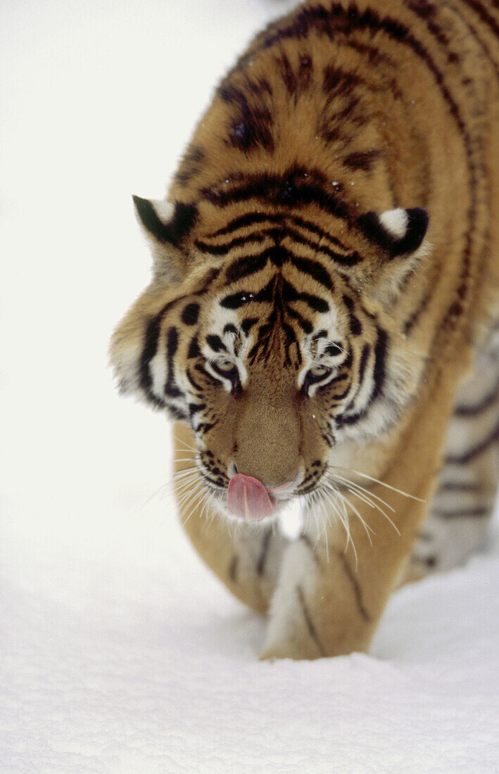 Chinese tiger (Panthera tigris amurensis) walking in snow. Winter. Zoo of Nuremberg. Germany.