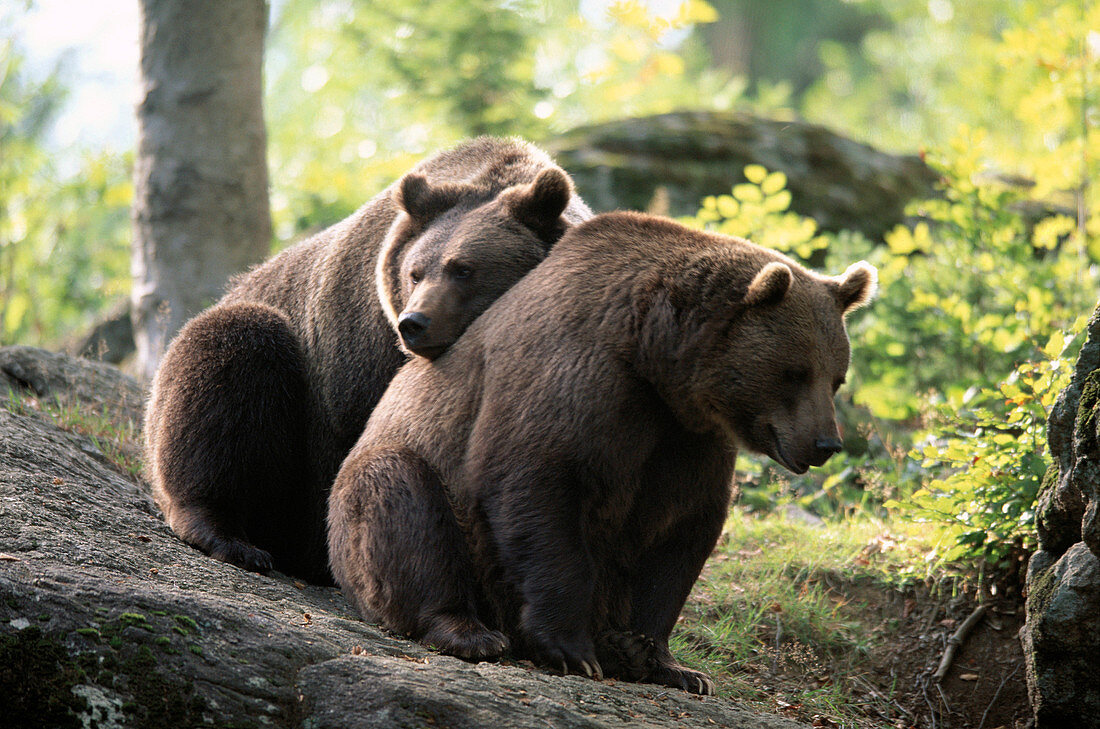 Brown near (Ursus arctos). Two adult bears sitting on a rock, friendship. Summer. National Park Bavarian Forest. Germany.