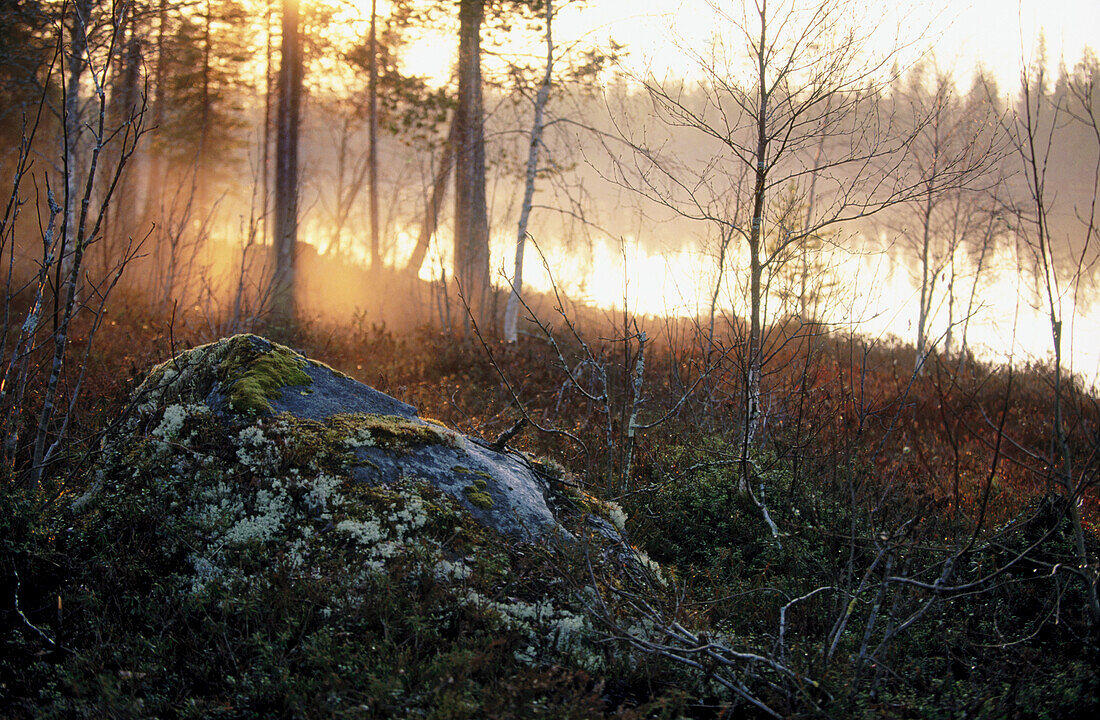 Midsummernight rock with lichens, pine forest and lake. Near Suomussalmi. Finland.