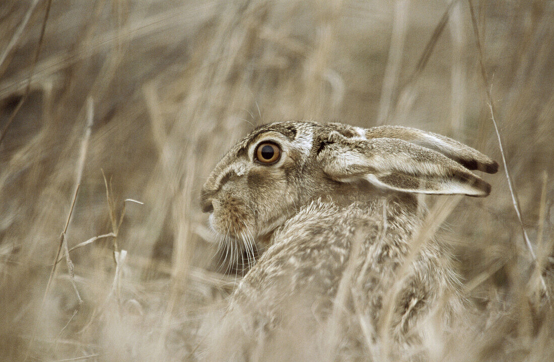 Hare (Lepus capensis europaeus) sitting in dry grass. Spring. National Park of the Lake of Neusiedel. Austria.