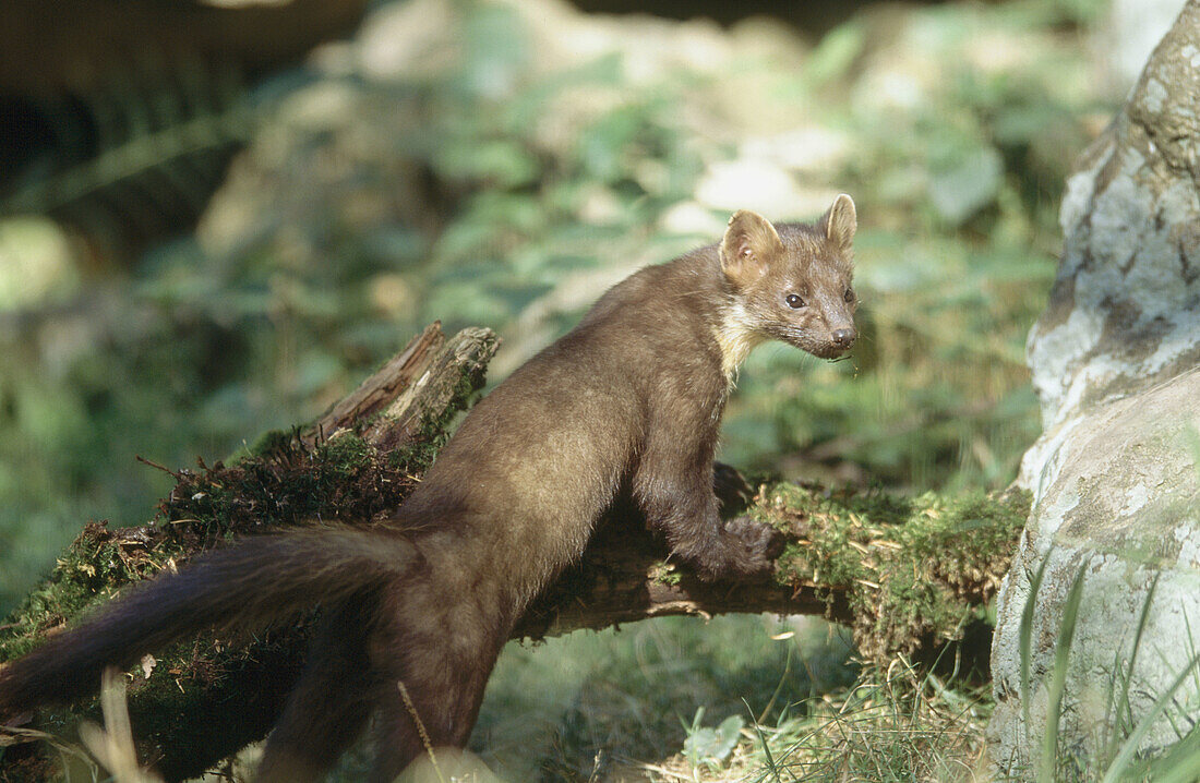 Pine marten (Martes martes) standing and looking around. Summer. National Park Bavarian Forest. Germany.