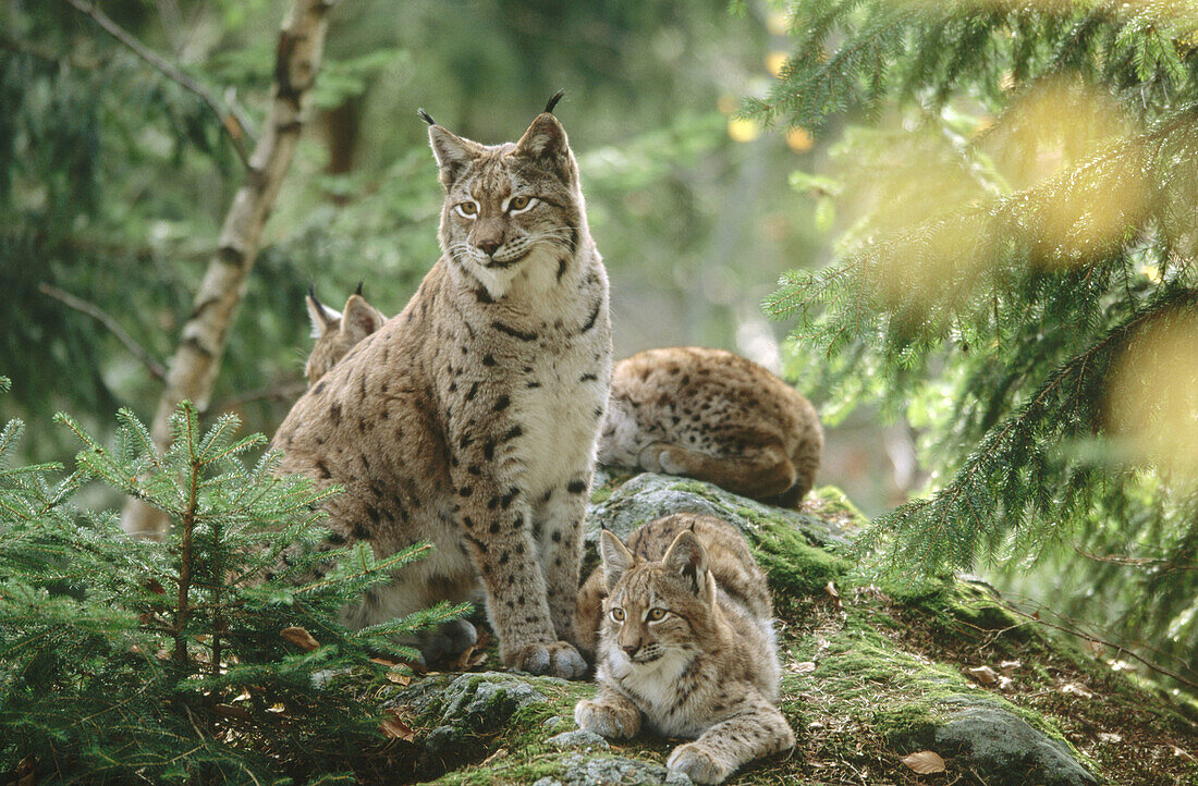 Lynx (Lynx lynx) mother with cubs, family, resting on a rock. Pine Forest in autumn. National Park Bavarian Forest. Germany.