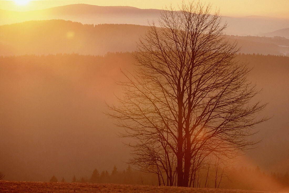 Sunset in the Bavarian forest. Leafless beech in autumn. Sun rays, level lines of the wooded mountains in the foreground. Light before sunrise, near Grafenau. National Park Bavarian Forest. Germany.
