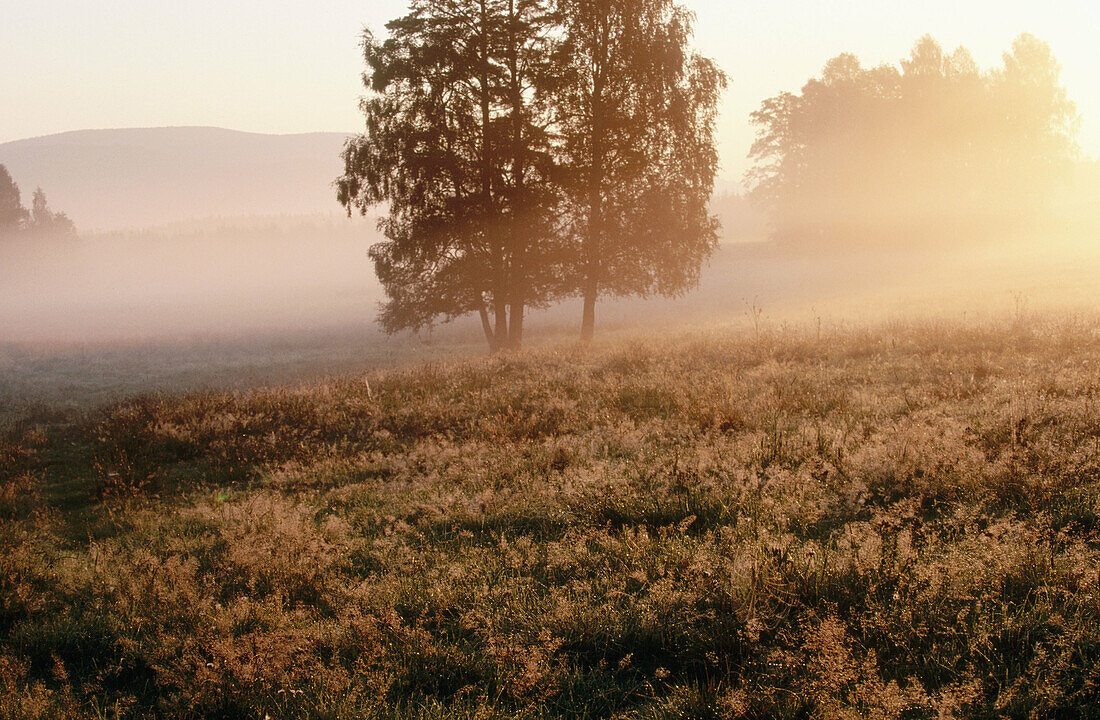 Mountains pasture with group of trees, sunrise and fog. Lower Mountain Range. National Park Sumava. Czech Republic.