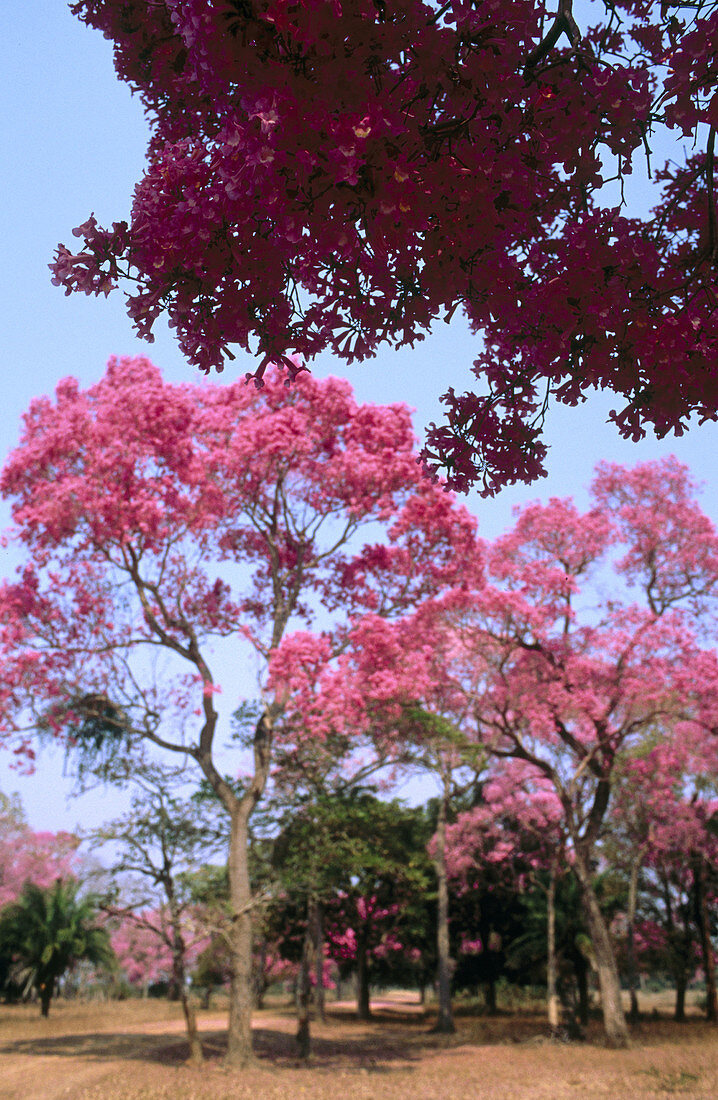 Pink trumpet trees in flower. Dry pasture with trees. Type of landscape like Savannah or park. Pantanal near Pocone. Mato Grosso. Brazil.
