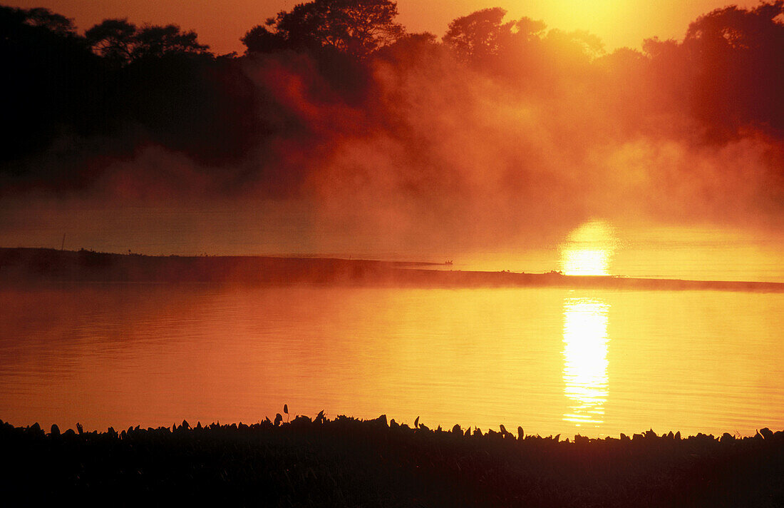 Sunrise and morning fog. Riverine Forest. Cuiaba river. Pantanal near Porto Joffre. Mato Grosso. Brazil.