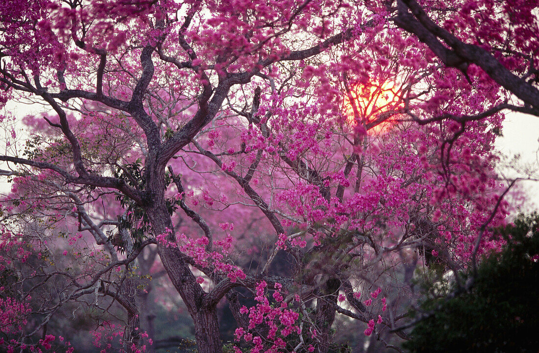 Pink trumpet trees in flower and setting sun. Pantanal near Pocone. Mato Grosso. Brazil.
