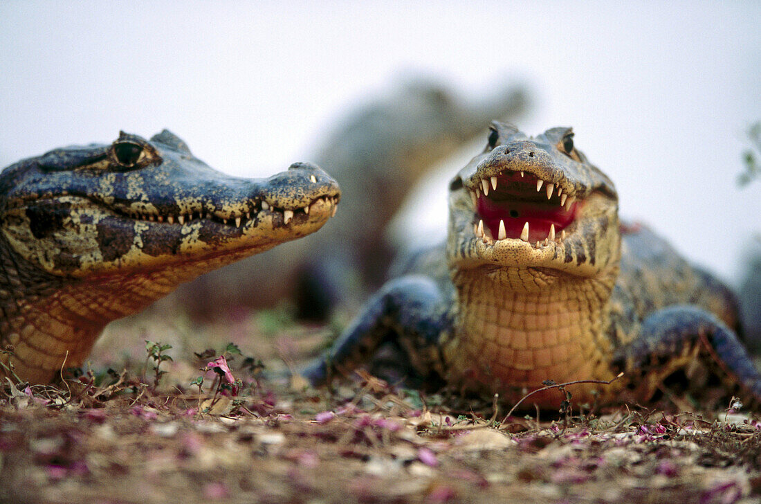 Three caimans (Caiman crocodilus) sunbathing on the bank of a water pond. Near Pocone. Pantanal. Mato Grosso. Brazil.