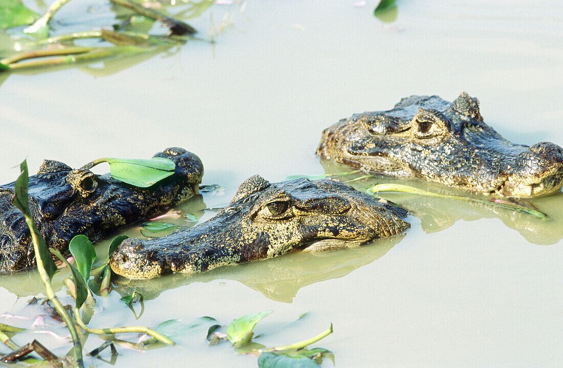 Group of caimans (Caiman crocodilus) lying in the water of a small pond. Water hyacinths. Pantanal near Poconé. Mato Grosso. Brazil.