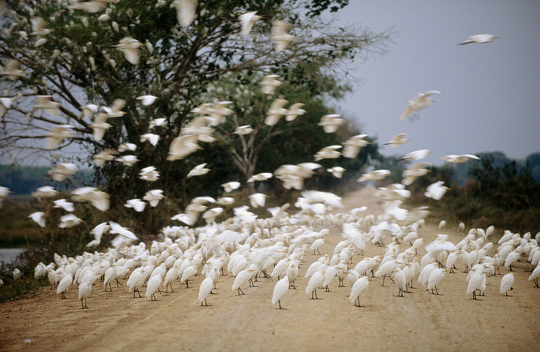 Flock of cattle egret (Bubulcus ibis). Sitting on the Pantaneira road, roosting aggregation. Pantanal near Porto Joffre. Mato Grosso. Brazil.