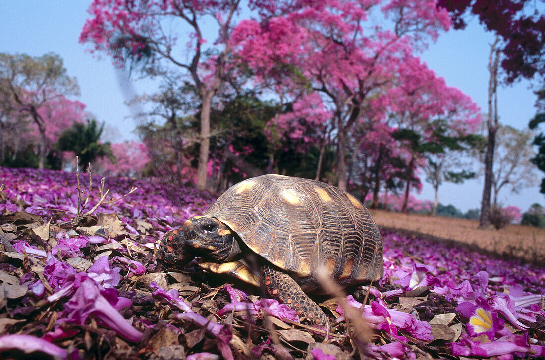 Tortoise ssp. Feeding on flowers of trumpet tree. Pantanal near Poconé. Mato Grosso. Brazil.