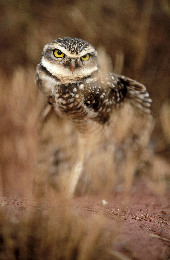 Burrowing owl (Athene cunilaria) sitting in front of a rabbit burrow. Stretching the wings. Chapada dos Guimaraes. Brazil.