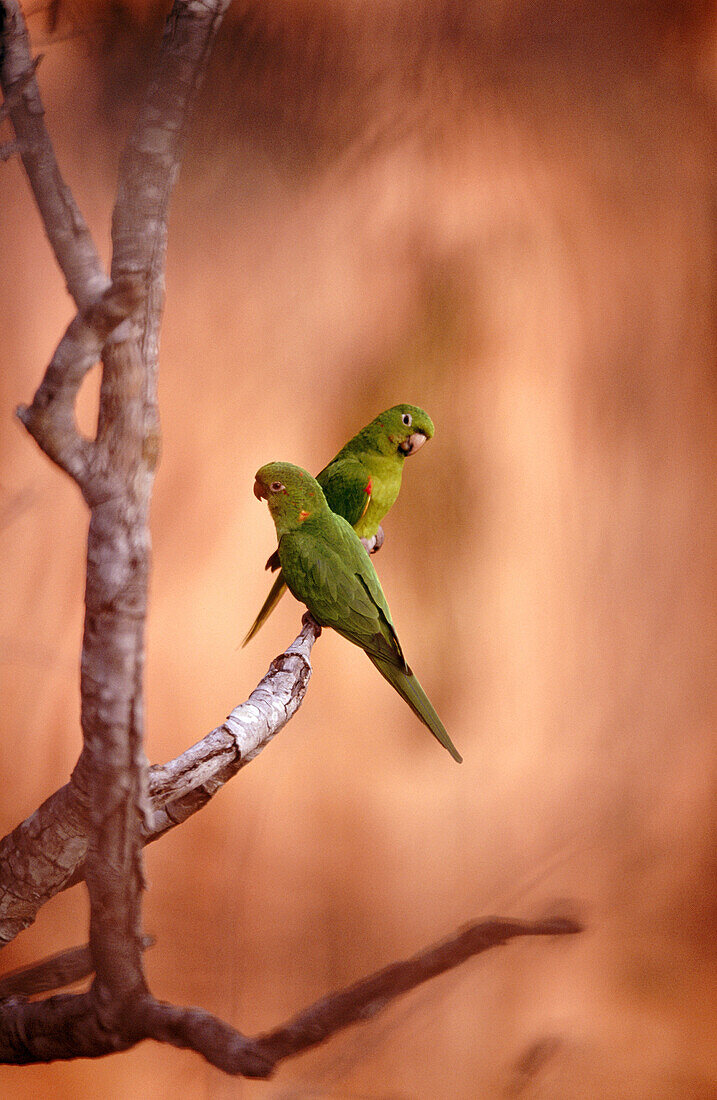 White eyed parakeet (Aratinga leucophthalmus) couple perching on a branch in front of sandstone rocks. Chapada dos Guimarães near Cuiabá. Mato Grosso. Brazil.