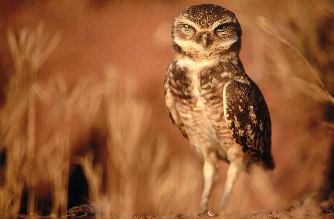 Burrowing owl (Athene cunilaria) sitting in front of a rabbit burrow. Chapada dos Guimaraes. Brazil.