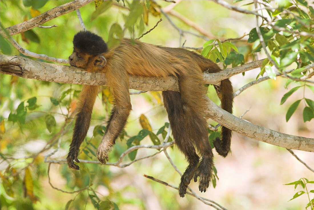 Weeping Capuchin (Cebus olivaceus) sleeping on tree. Cerrado tropical savanna ecoregion, Piauí, Brazil