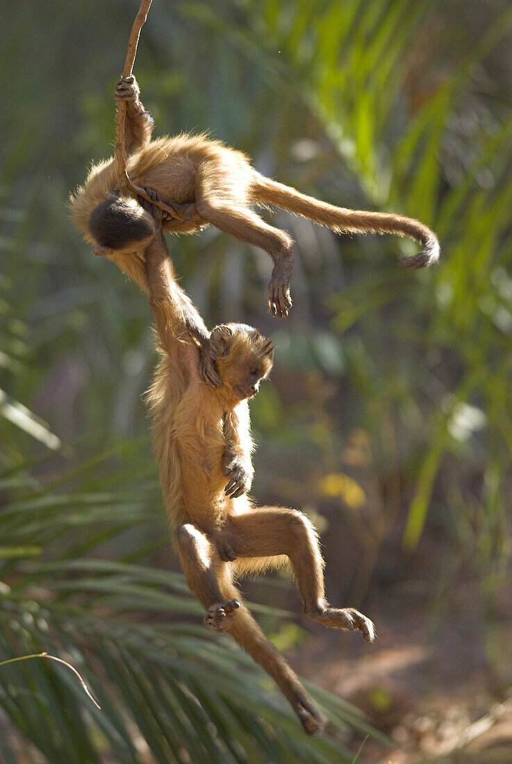 Weeping Capuchin (Cebus olivaceus), two cubs playing hanging on branch. Cerrado tropical savanna ecoregion, Piauí, Brazil