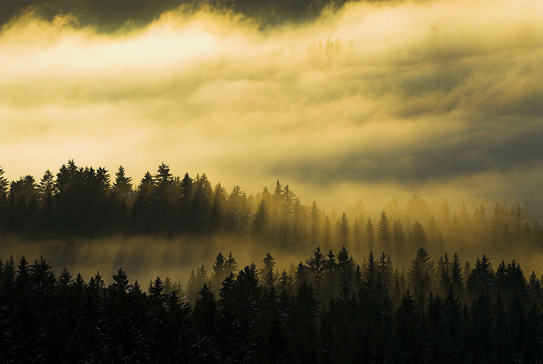 Bavarian Pine Forest, winter, ambiance with clouds and fog, National Park Bayerischer Wald, Germany
