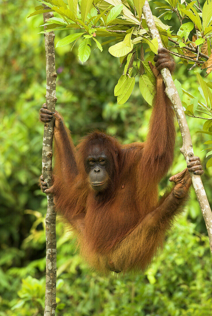 Orang-Utan (Pongo pygmaeus), female  hanging between two slim trunks, rainforest, Borneo, Kalimantan, Indonesia