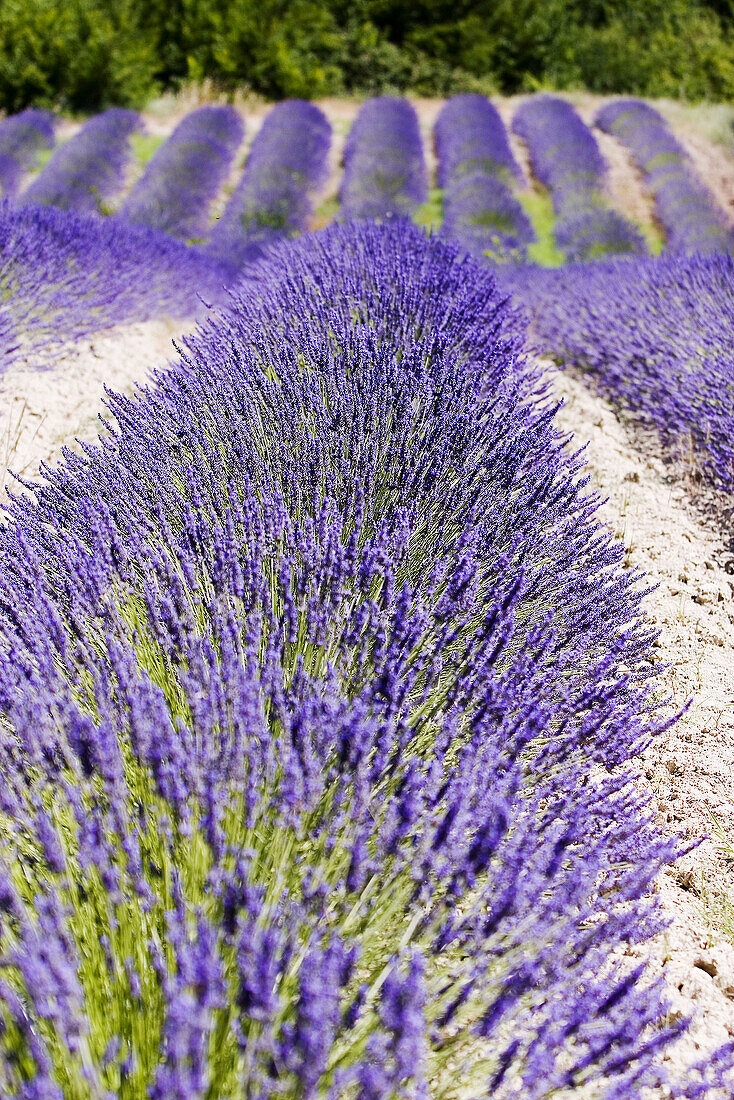 Lavender field in Provence, France