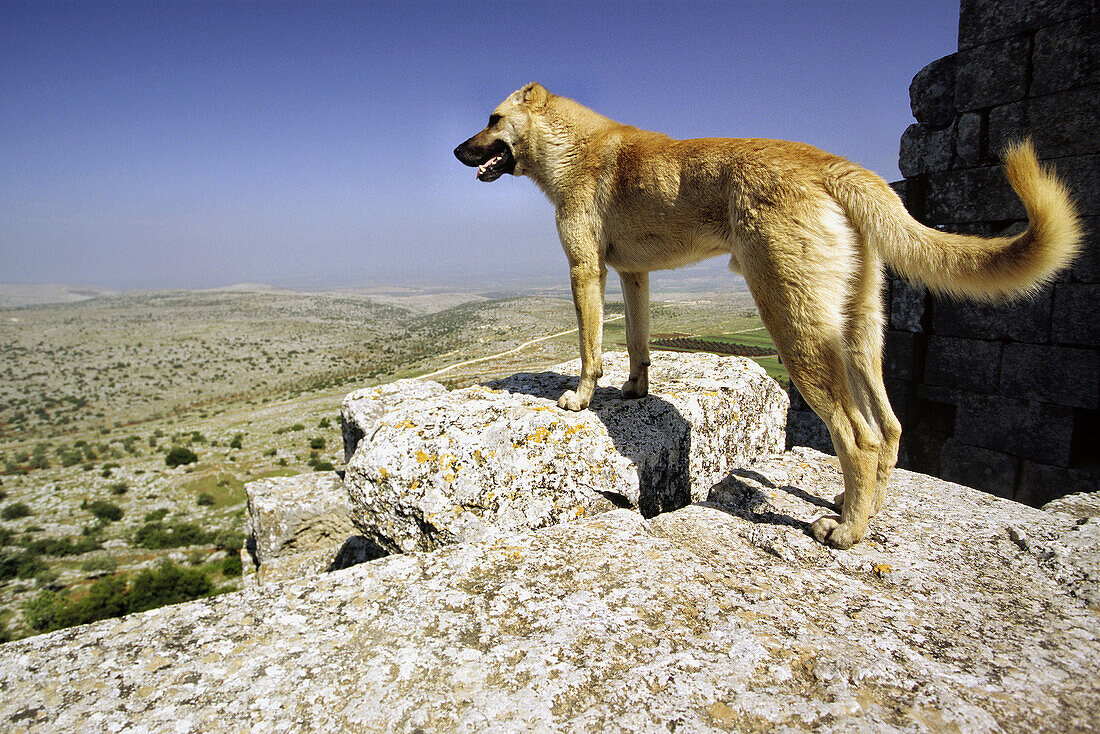 A dog surveys the panoramic views towards the Efrine River valley, Qala At Samann. Halab, Syria