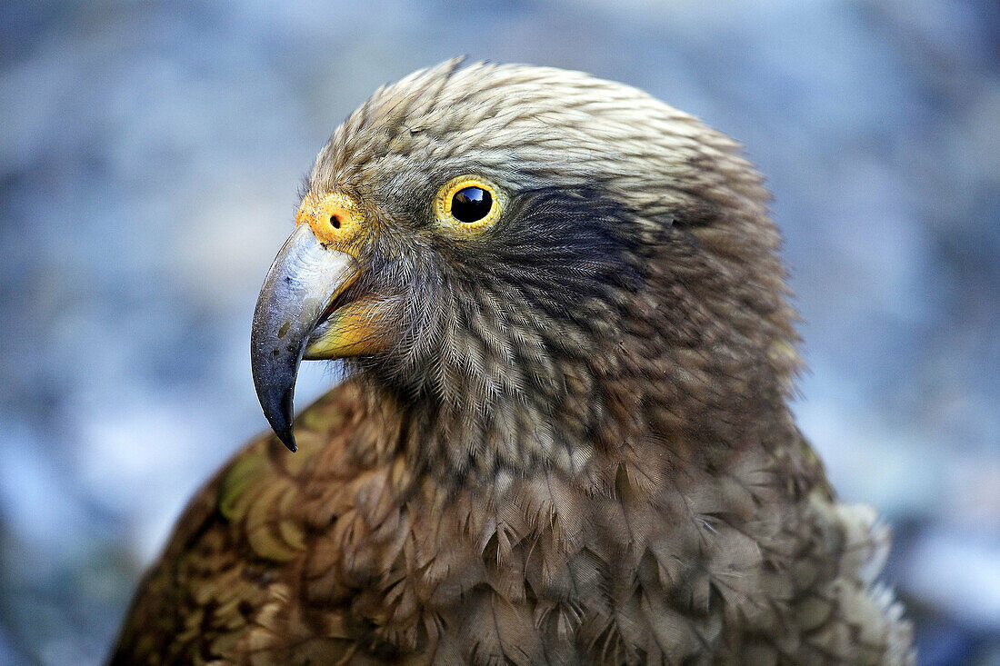 A Kea Alpine Parrot (Nestor notabalis) at the entrance to Homers Tunnel on the road to Milford Sound, Otago & Southland, South Island, New Zealand