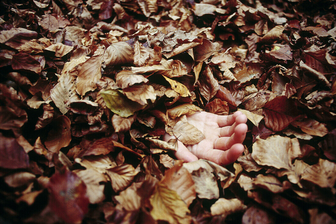 Außen, Bedeckt, Begraben, Boden, Böden, Detail, Details, Eine Person, Eins, Erwachsene, Erwachsener, Farbe, Fremd, Hand, Hände, Herbst, Hinweis, Hinweise, Jahreszeit, Jahreszeiten, Land, Leblos, Leblosigkeit, Mensch, Menschen, Seltsam, Störend, Tageszeit,