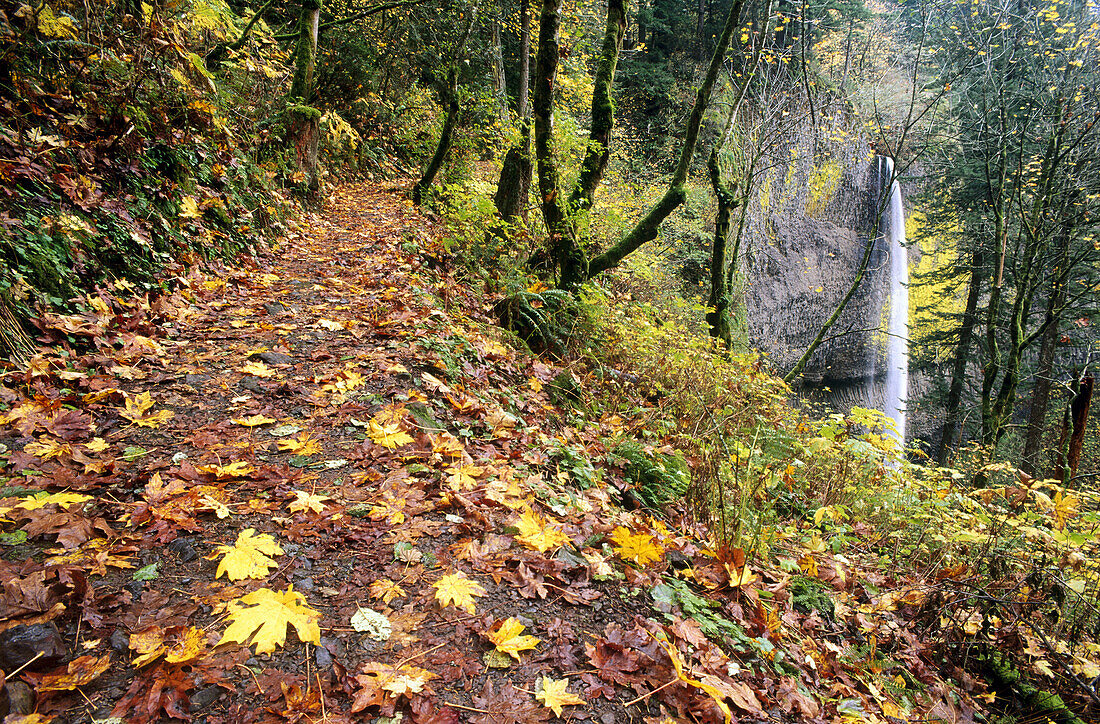 Trail and Latourell Falls. Columbia River Gorge. Oregon. USA.