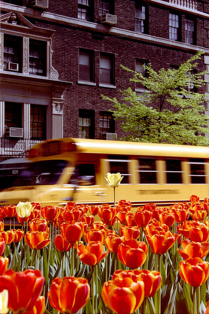 School bus passing by tulip bed, Park Avenue. NYC, USA