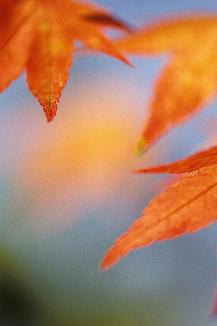 Orange Maple Leaves in Autumn, Close-Up