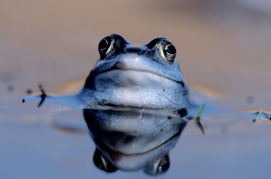 Portrait of a male Rana arvalis