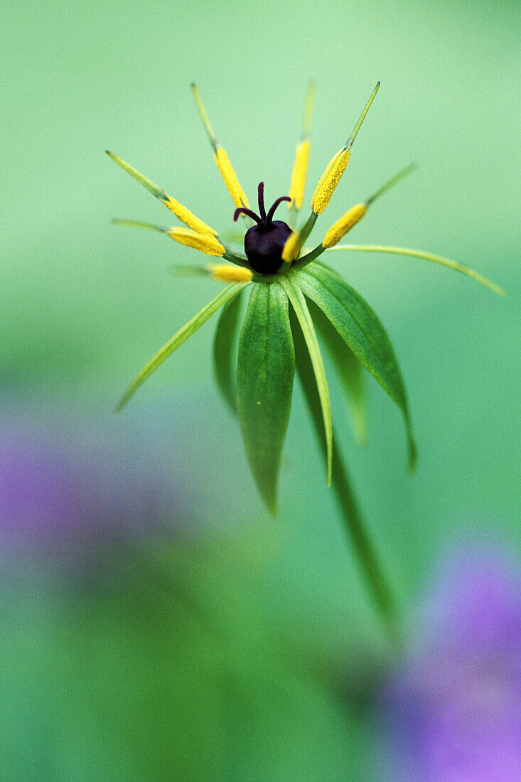 The unusual flower of Paris quadrifolia.