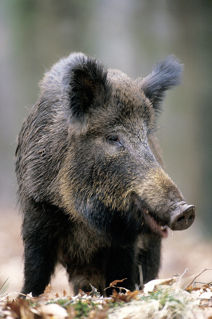 Portrait of a female wild boar in autumn.