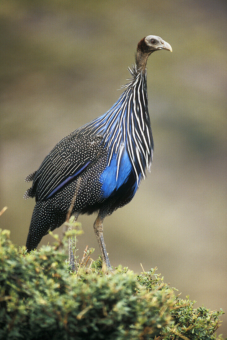 Vulturine Guinea-Fowl on a top of a Bush.