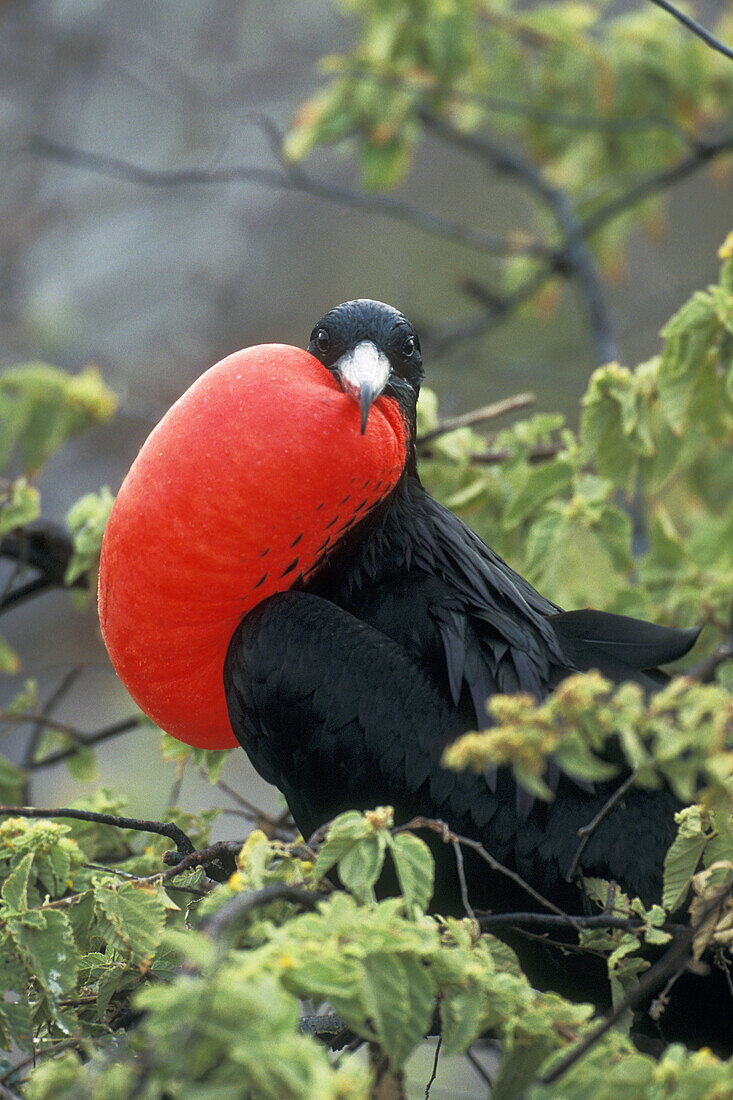 Displaying male Fregate bird. Galápagos Islands, Ecuador.