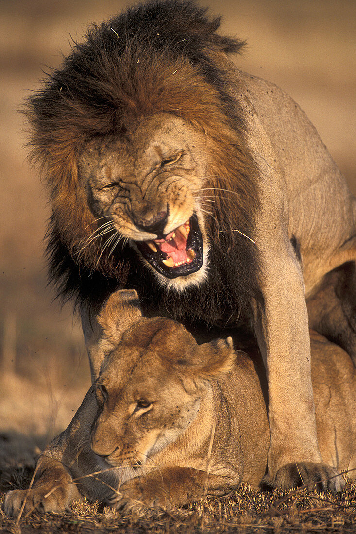 Mating Lions (Panthera leo) in the Masai Mara, Kenya.