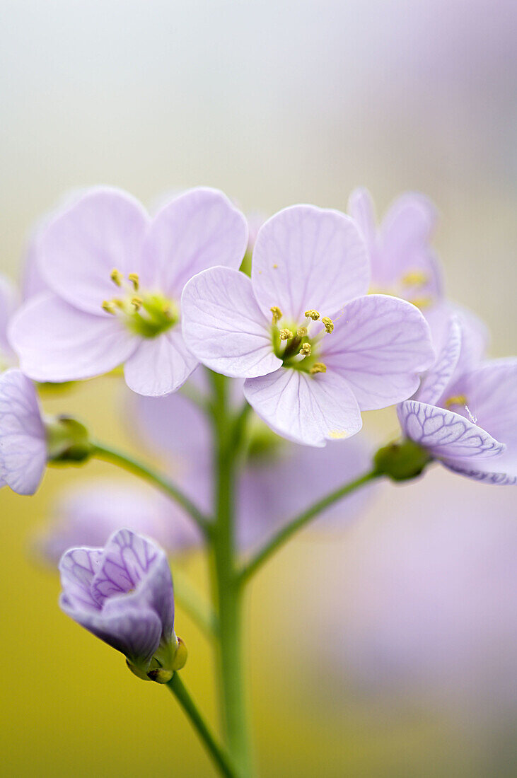 Cuckooflower (Cardamine pratensis).