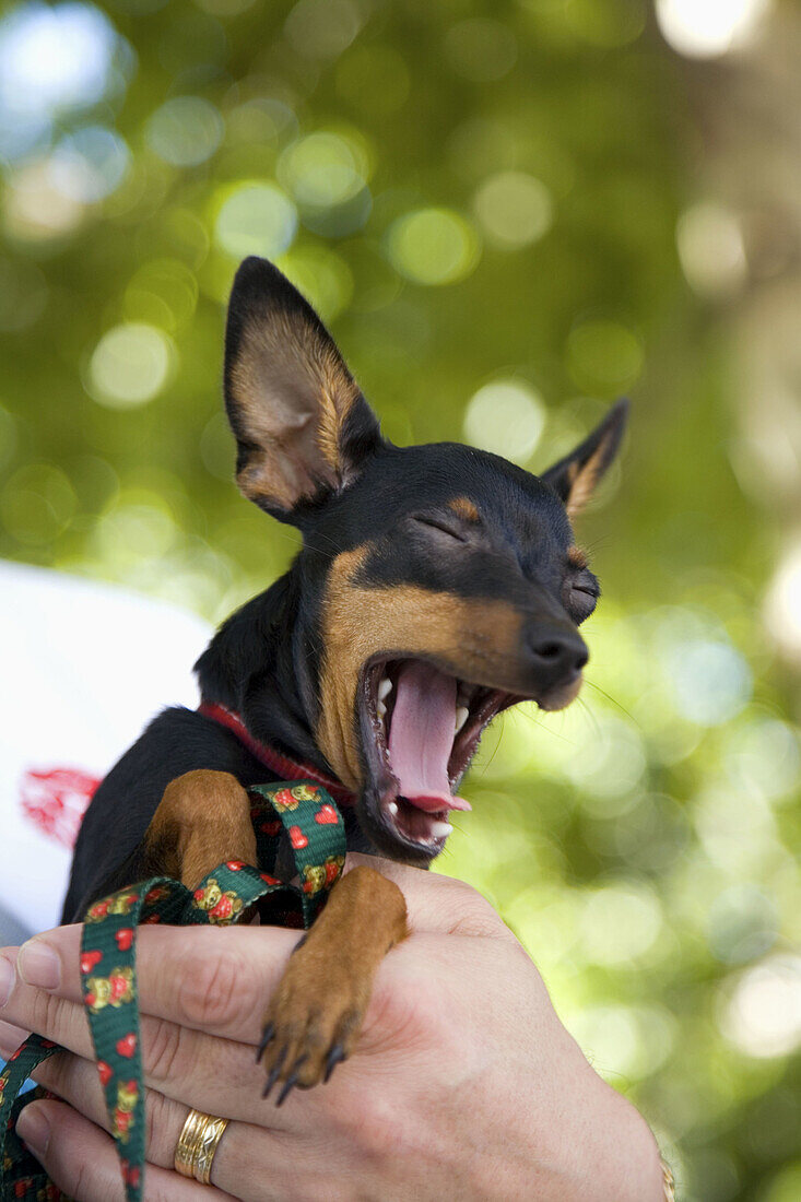 Dog yawning